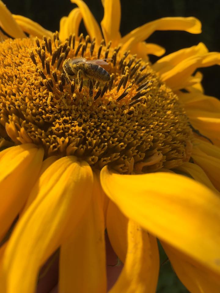 Pyłek, pierzga i propolis