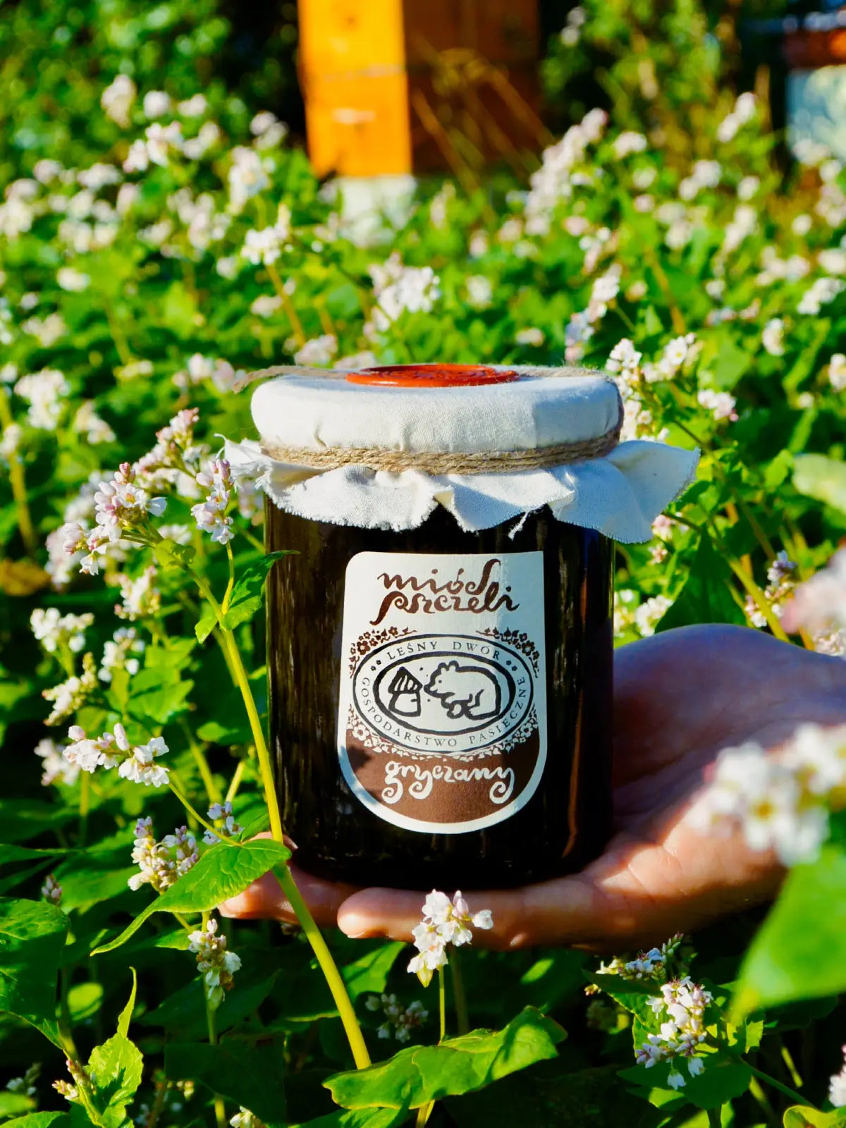 Miód gryczany wśród kwiatów gryki. W tle widać pasiekę.
