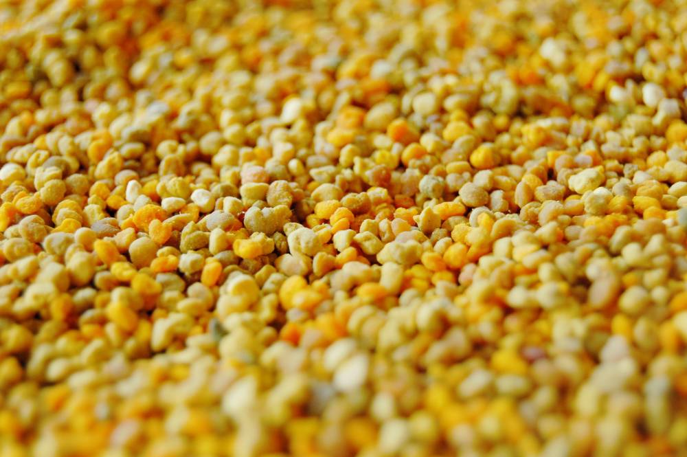 Dlaczego pszczoły zbierają pyłek kwiatowy?