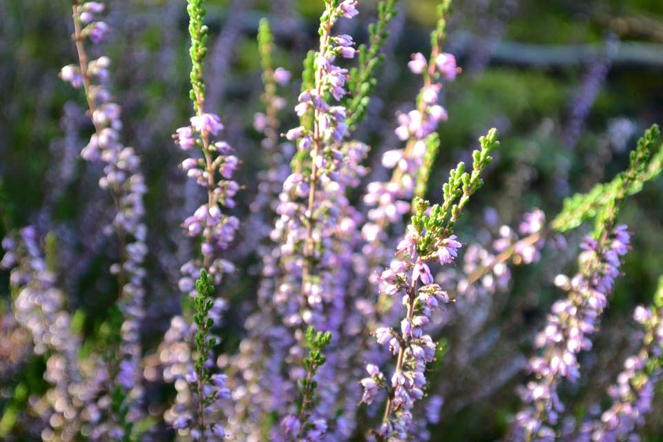 Bliskie ujęcie dzikich kwiatów wrzosu, które rosną w lesie