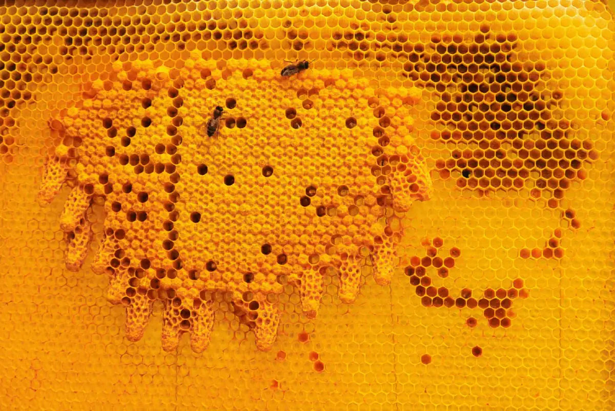 propolis