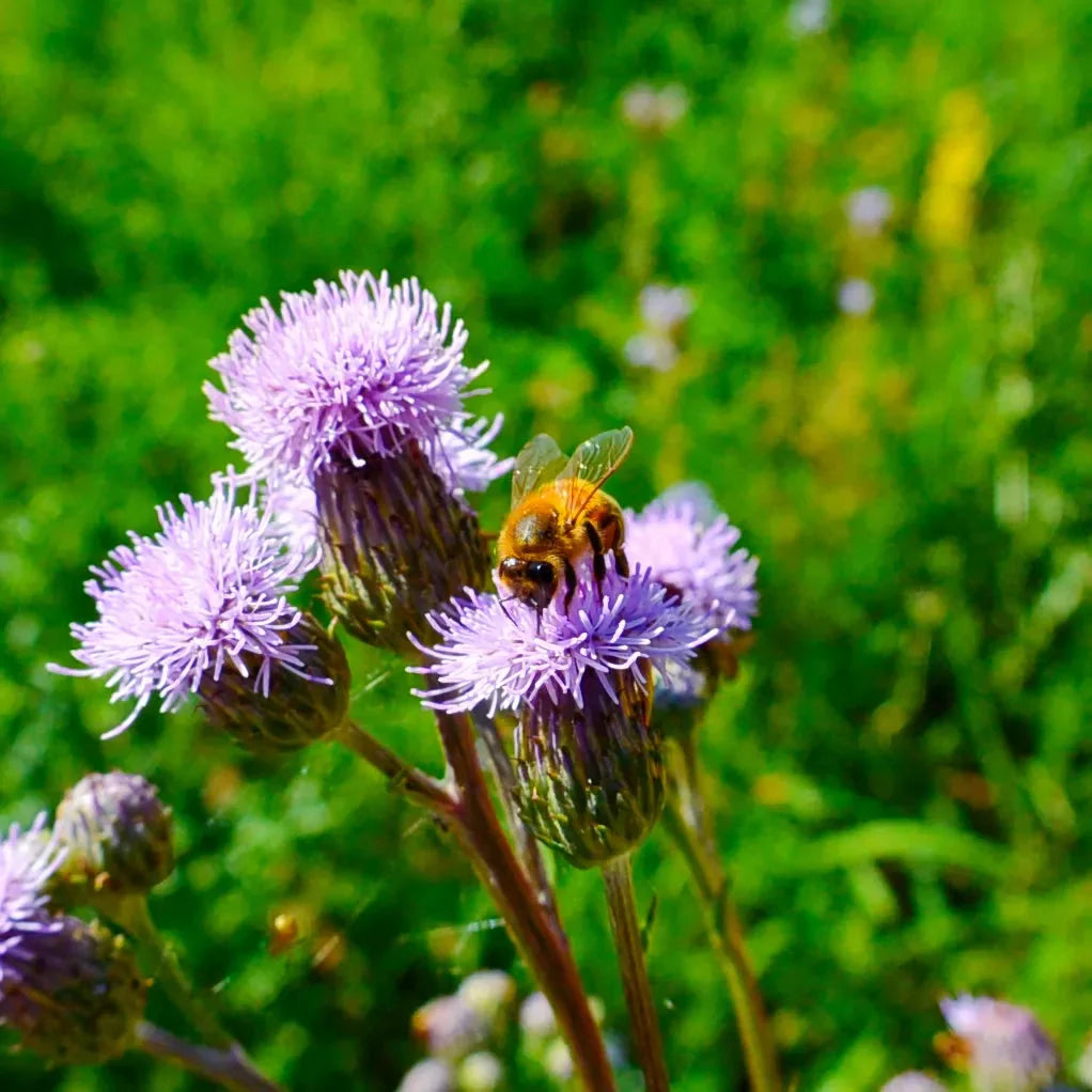 Pszczoła na kwiecie
