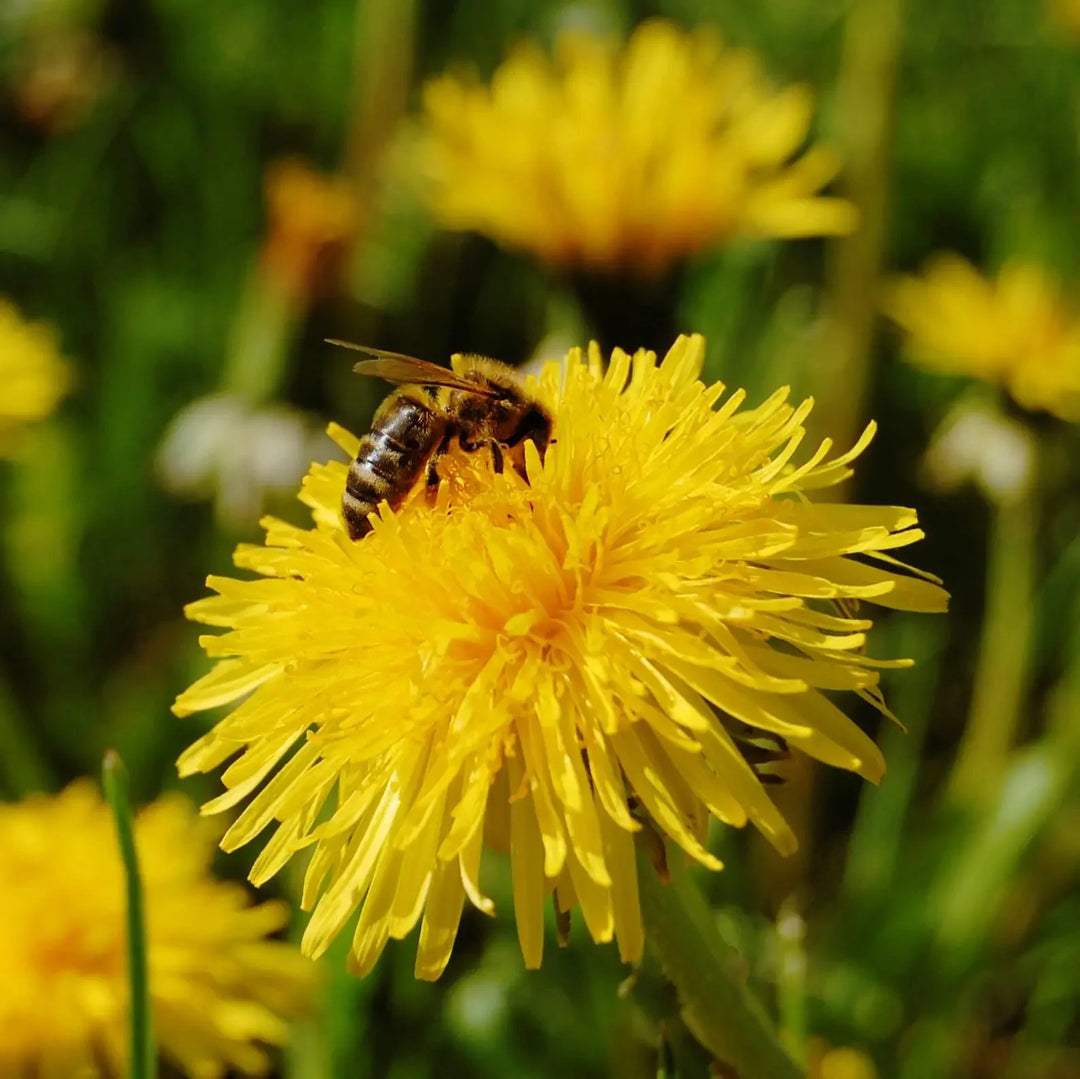 Pszczoła zbierająca nektar z mniszka lekarskiego