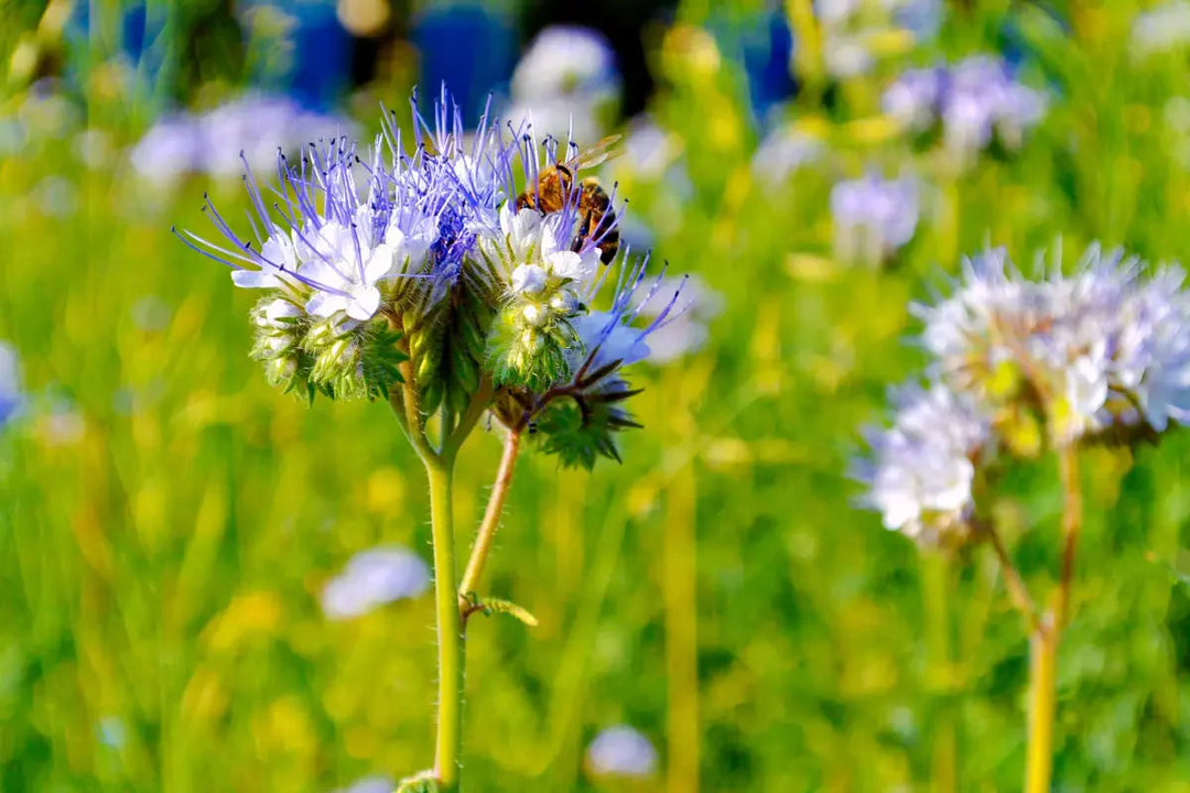 Pszczoła na kwiecie