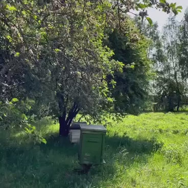 Pasieki stojące na Mazurach.