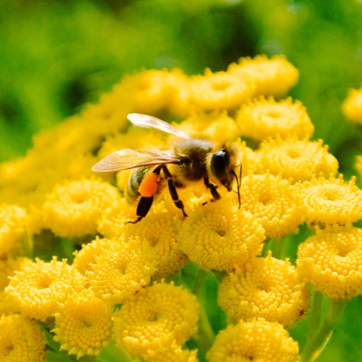 pyłek pszczeli leśny dwór