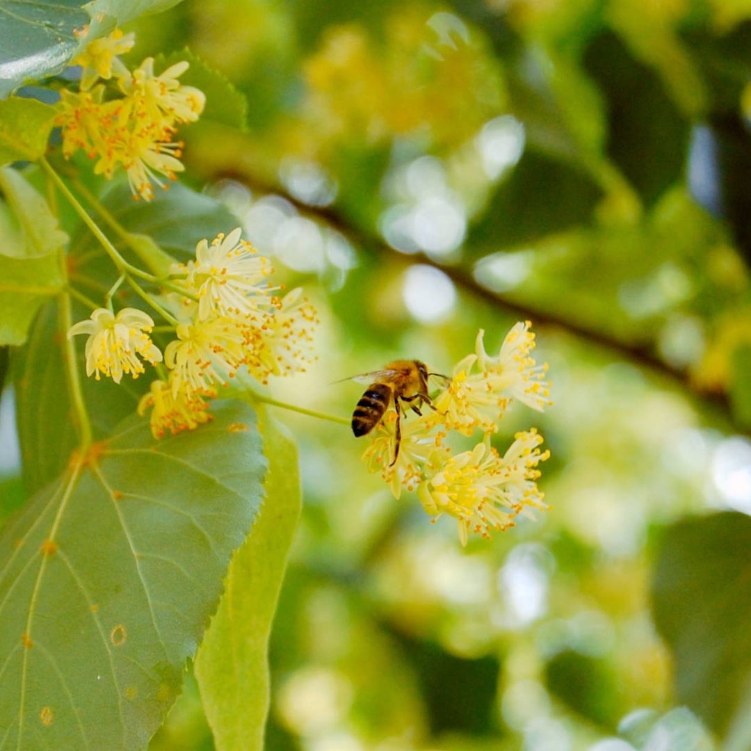 pszczoła zbierająca nektar z lipy