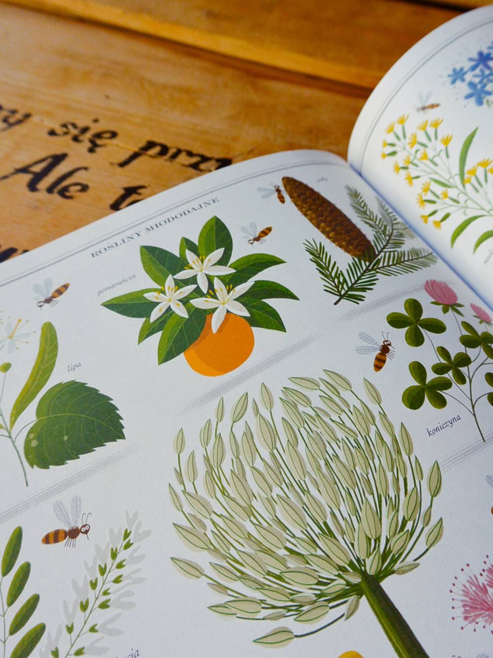 książka pszczoły piotr socha