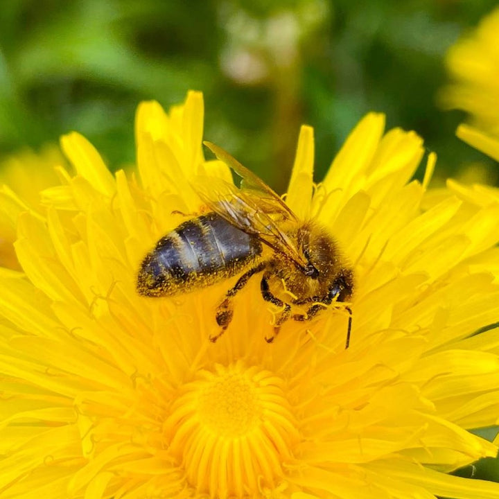 pszczoła zbierająca miód z kwiatu mniszka lekarskiego